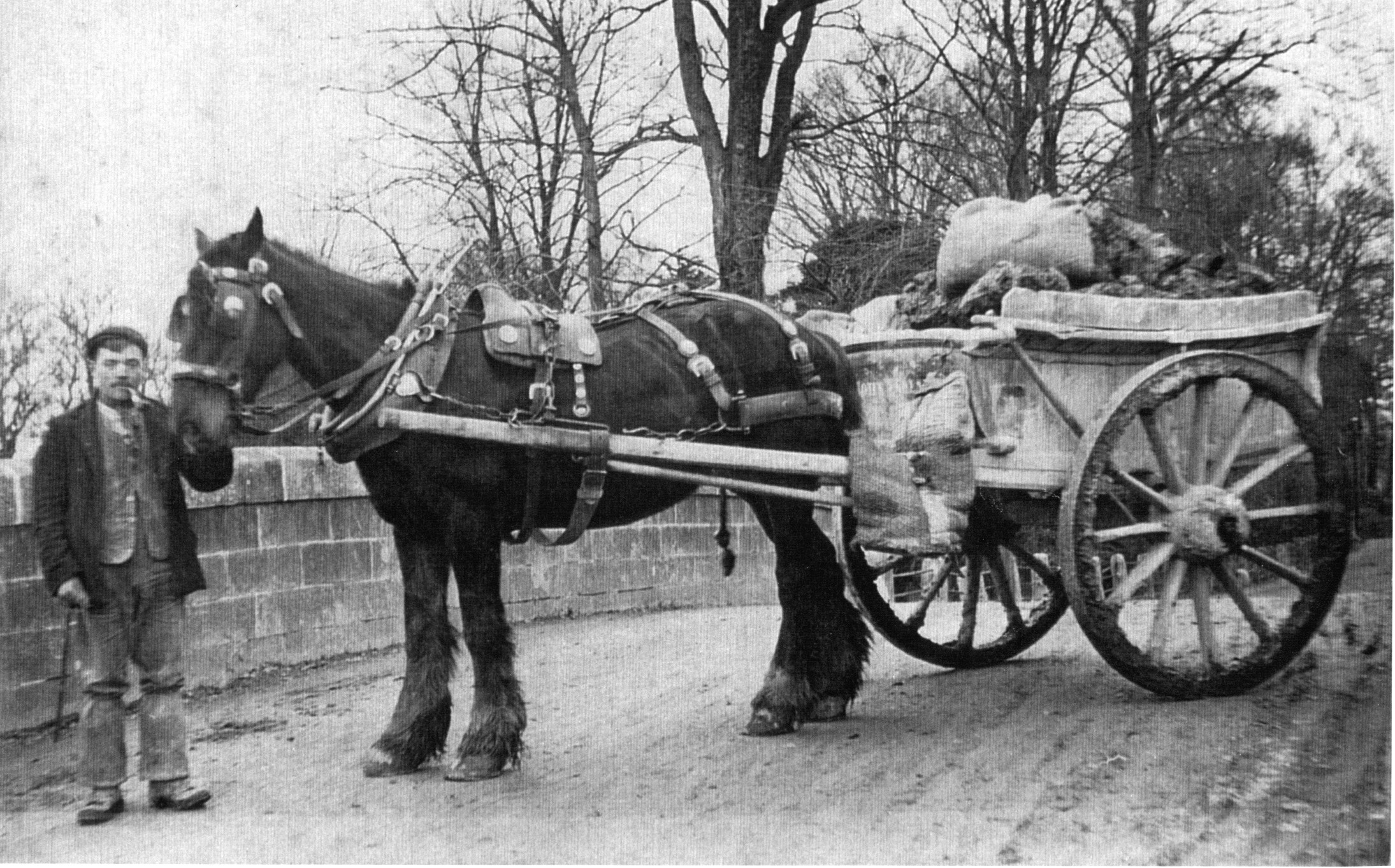Amos Hewings with cart of ball clay at Teignbridge, 1906.