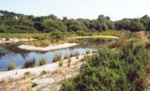 Flooded former clay pits have made the Bovey Basin one of the most important areas for dragonflies and damselflies in Britain - click on the image to view a larger version